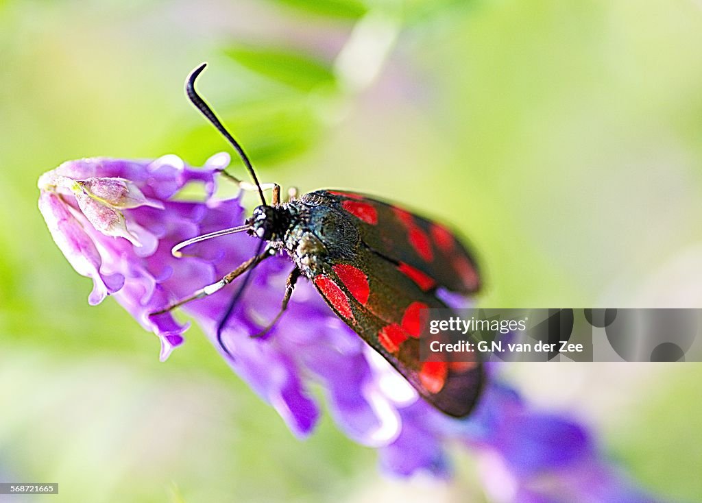 Zygaena filipendulae _ St. Jansvlinder _ Six-spot-