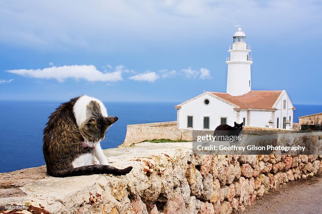 Cats at the Lighthouse