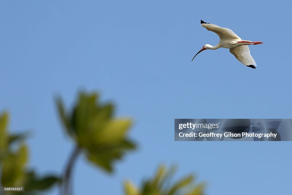 American white ibis