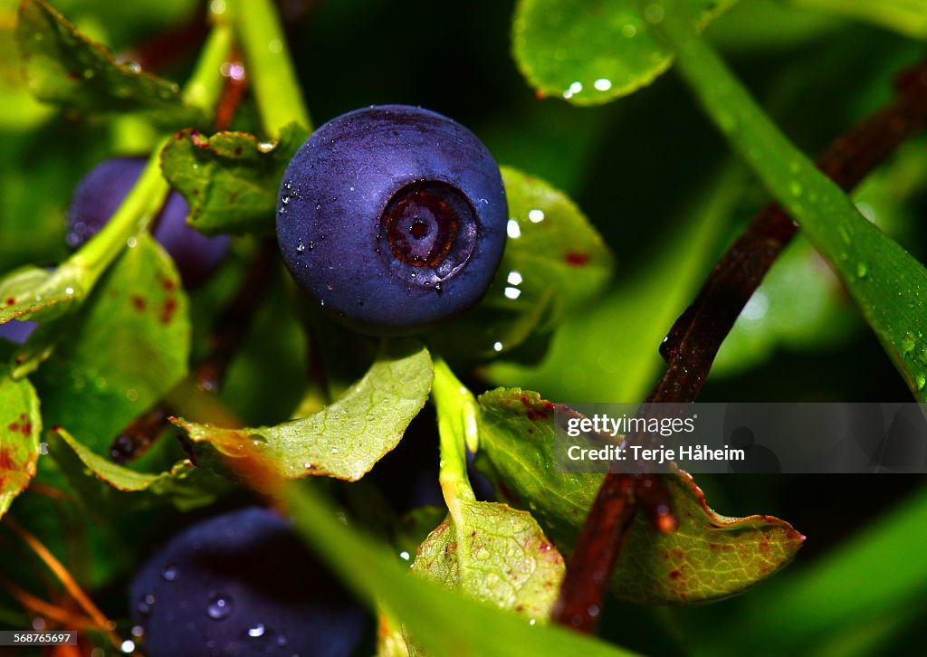 Blueberries