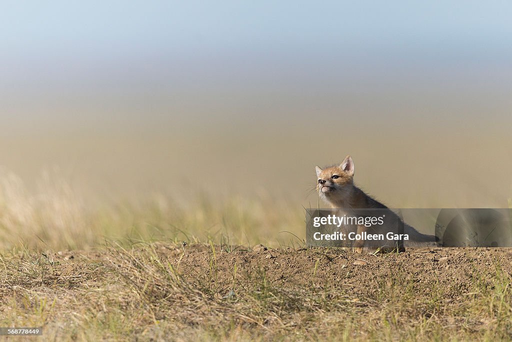 Swift Fox Pup Chewing Grass