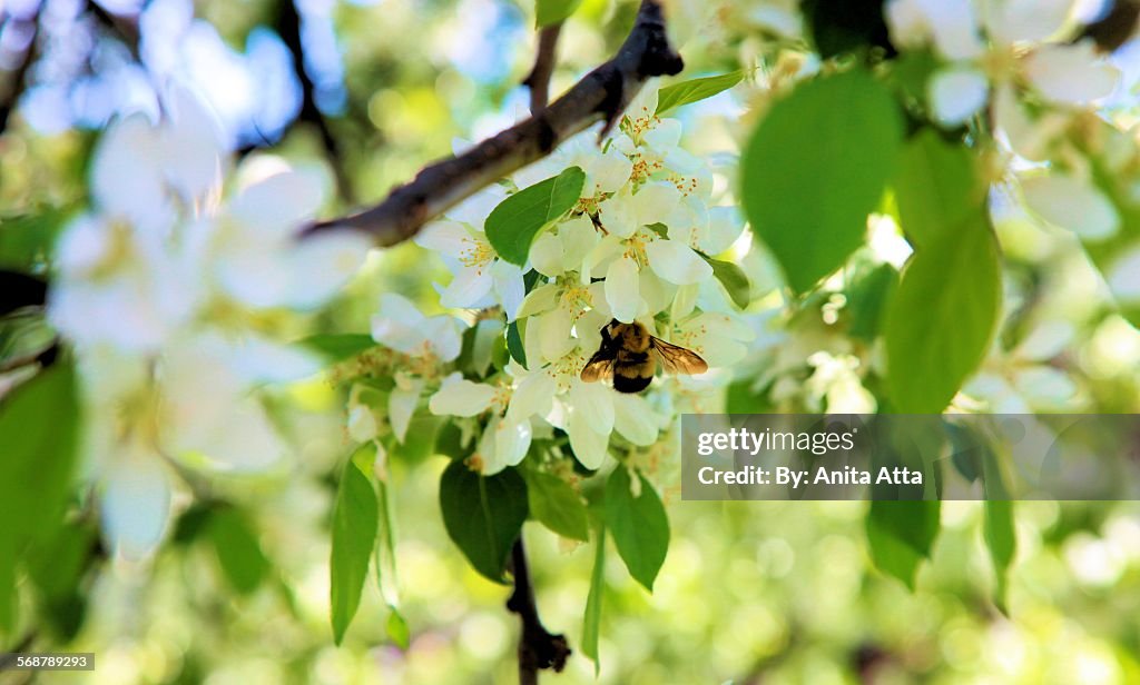 Honey Bee on a Spring Apple Blossom