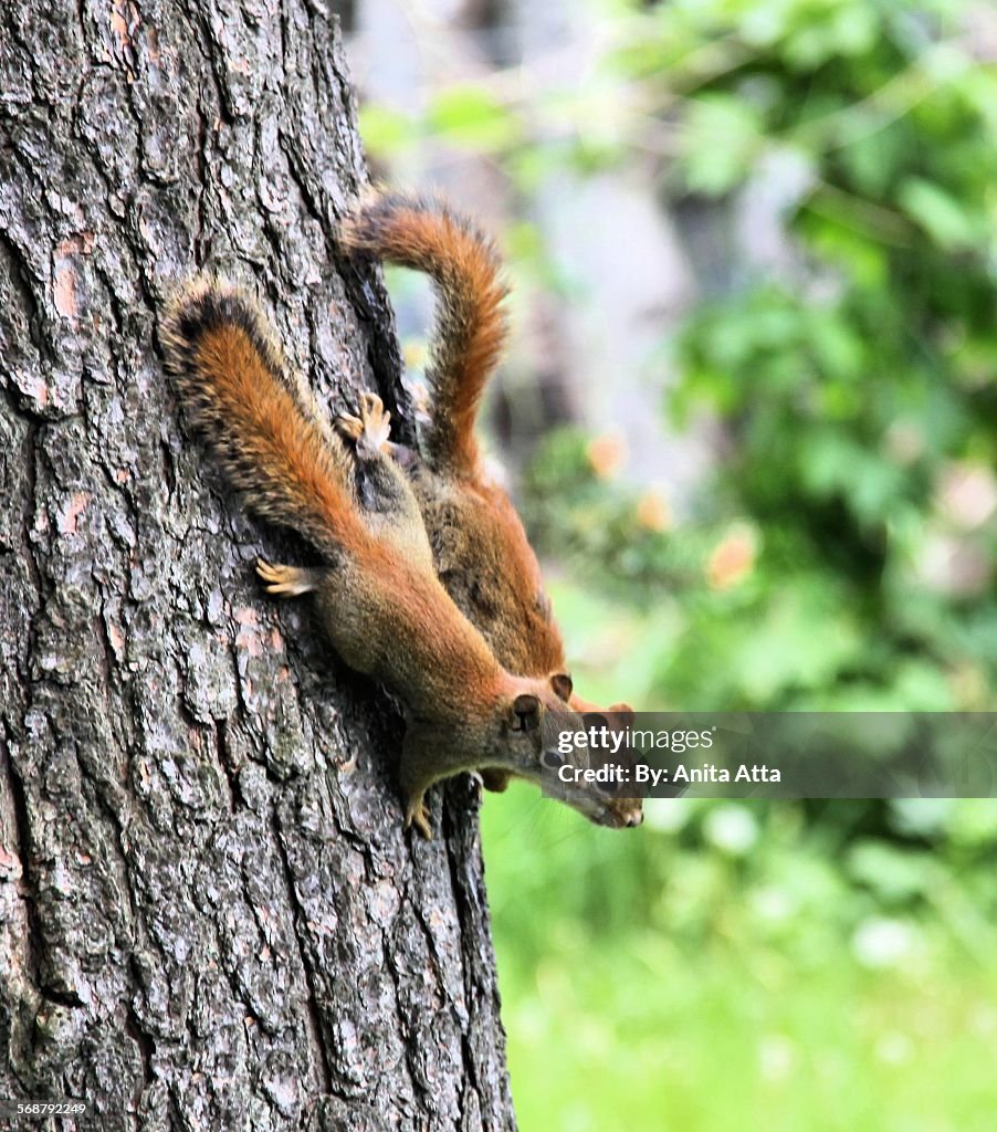 Mother and baby Red Squirrel in Tree