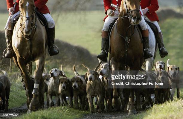 Hounds of the Cheshire Forest Hunt set off across the countryside on February 18, 2006 in Byley, England. Today marks the one year anniversary since...