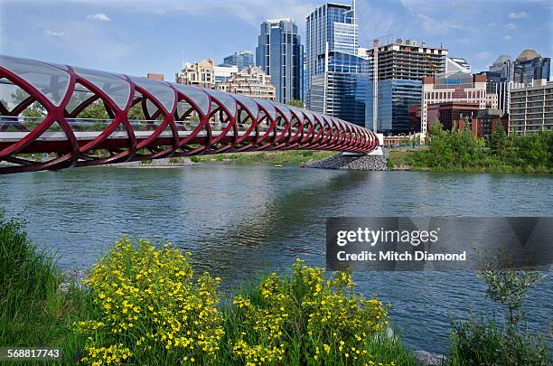 calgary peace bridge - calgary bridge stock pictures, royalty-free photos & images