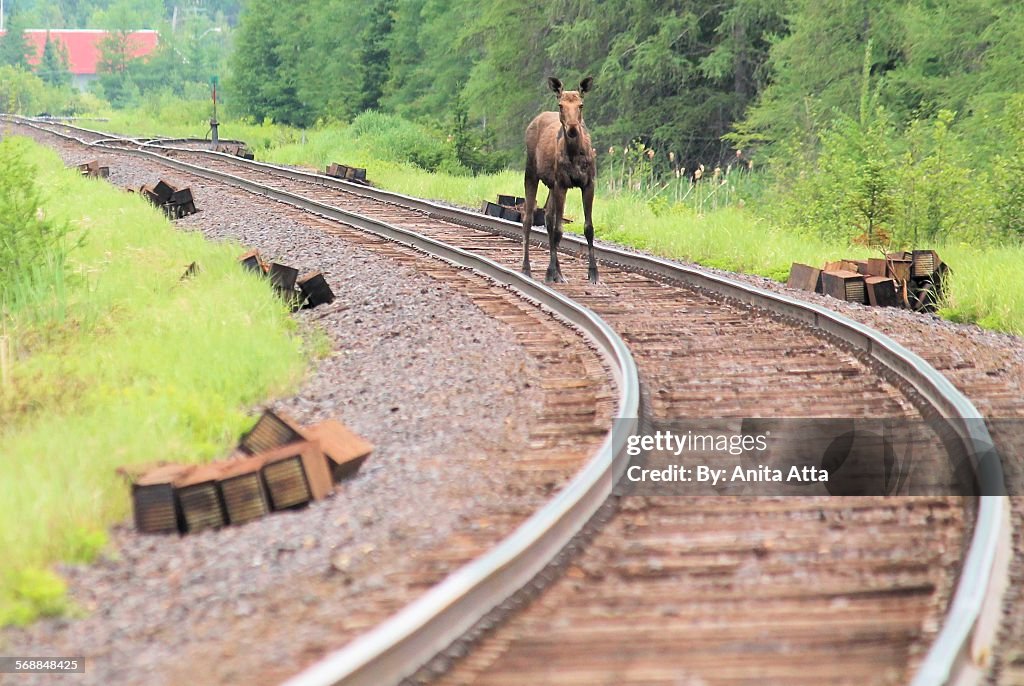 Muskoka moose on train tracks