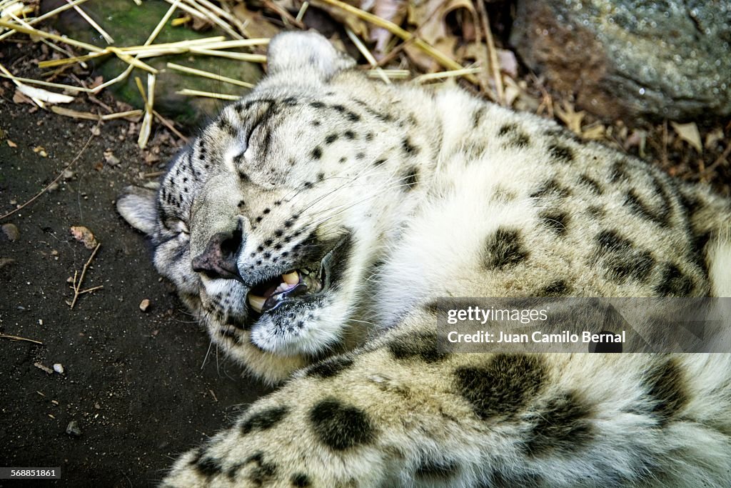 Close-up of snow leopard sleeping