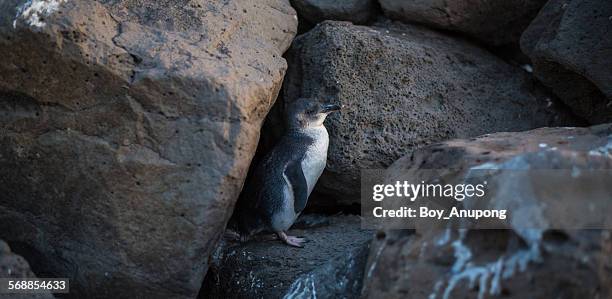 Fairy Penguin At Stkilda Beach Melbourne, Stockfoto