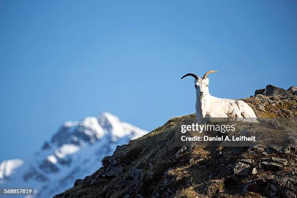 dall sheep - weißes dickhornschaf stock-fotos und bilder