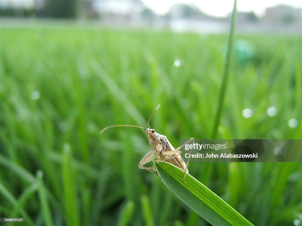 Small bug on a blade of grass