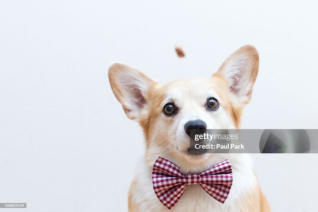 Corgi dog wearing bowtie, focused on a treat