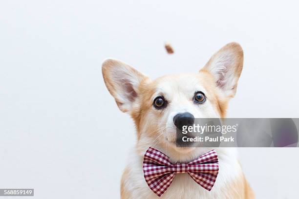 corgi dog wearing bowtie, focused on a treat - noeud papillon photos et images de collection