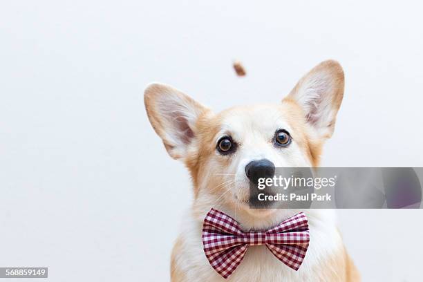 corgi dog wearing bowtie, focused on a treat - 蝶ネクタイ ストックフォトと画像