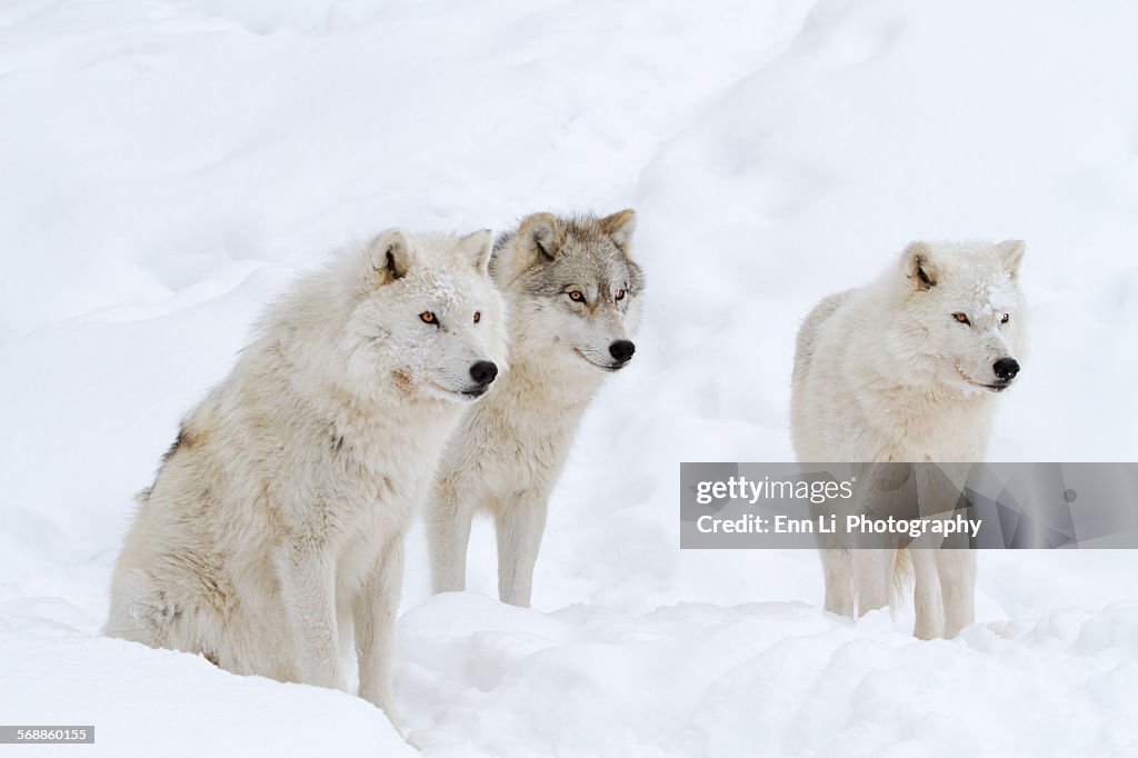 Arctic Wolves