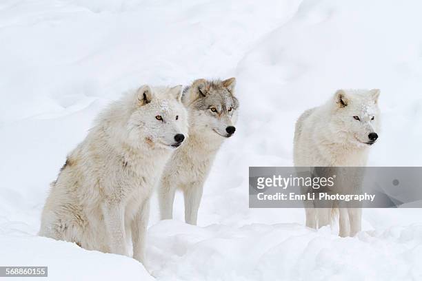 arctic wolves - arctic wolf stock pictures, royalty-free photos & images
