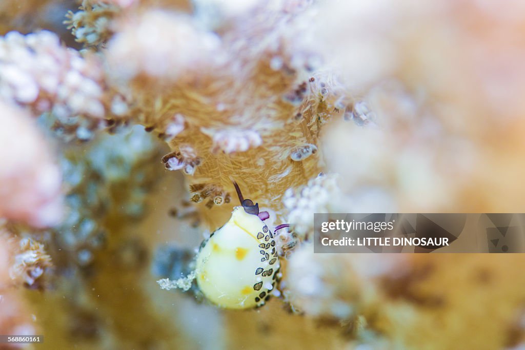 Allied cowrie is stretching its antennas