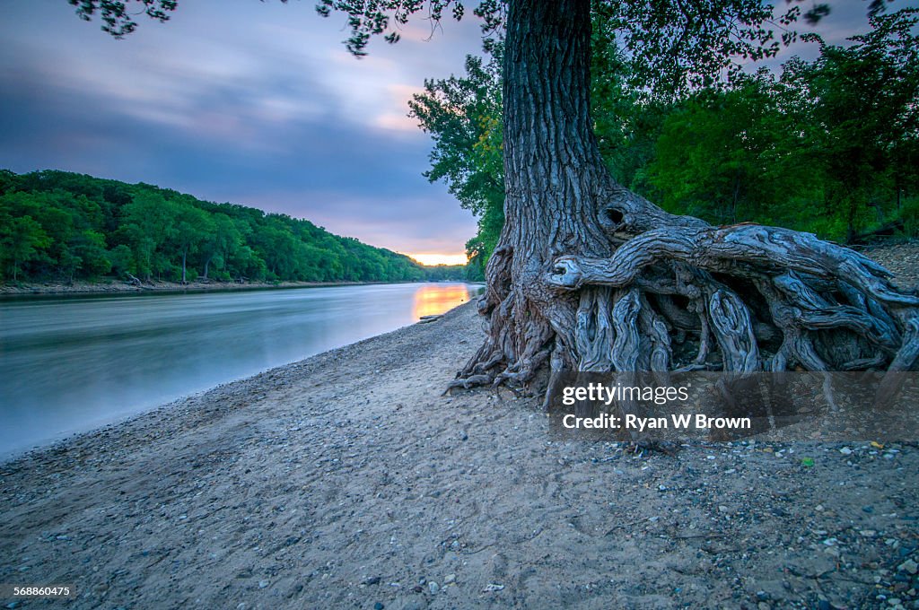 Mississippi Tree Root