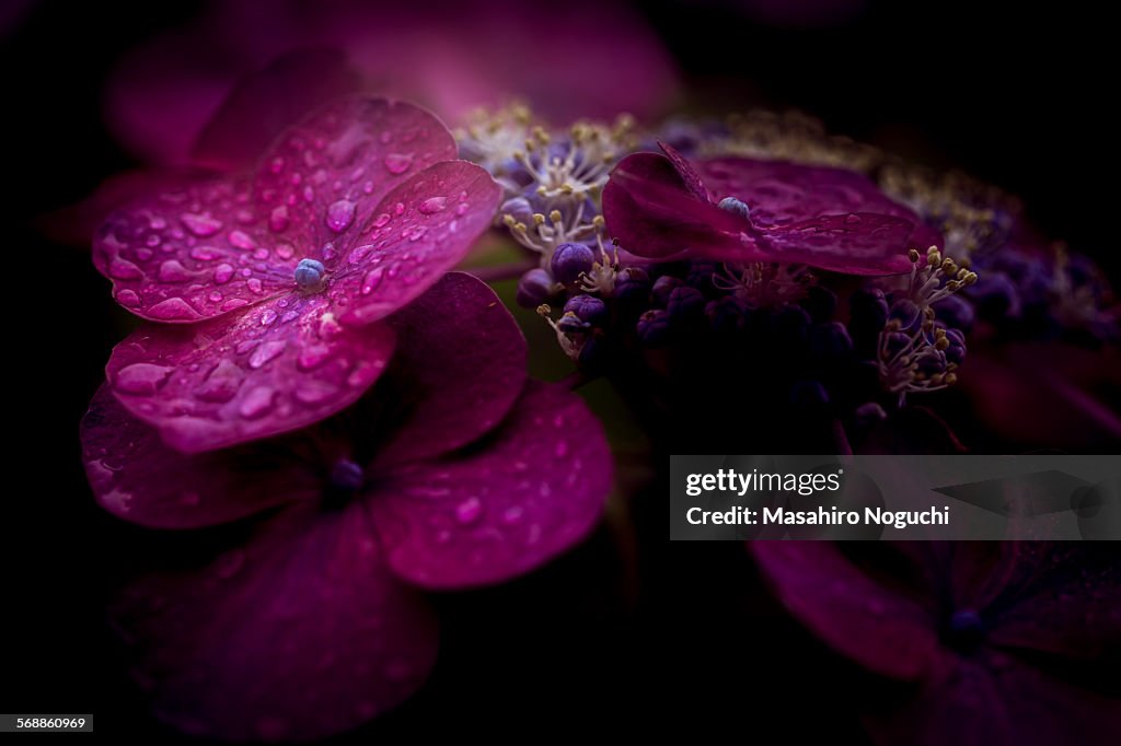 Hydrangea flowers in rain