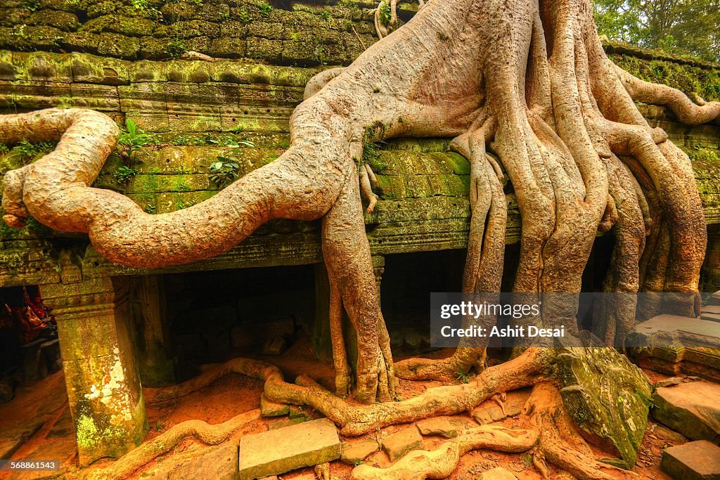 Ta Prohm, Siem Reap, Cambodia