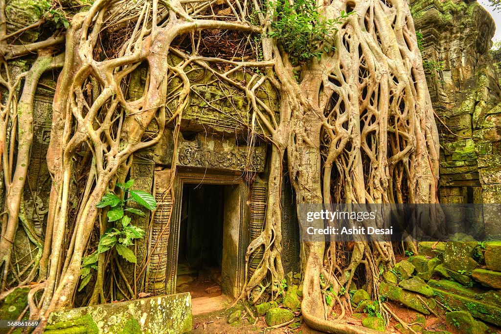 Ta Prohm, Siem Reap, Cambodia