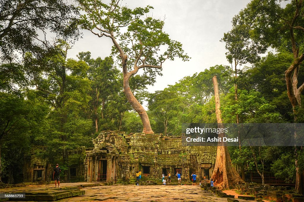 Ta Prohm, Siem Reap, Cambodia