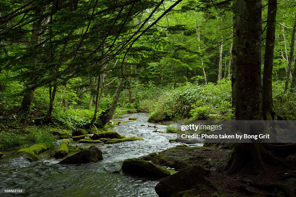 Forest mountain stream