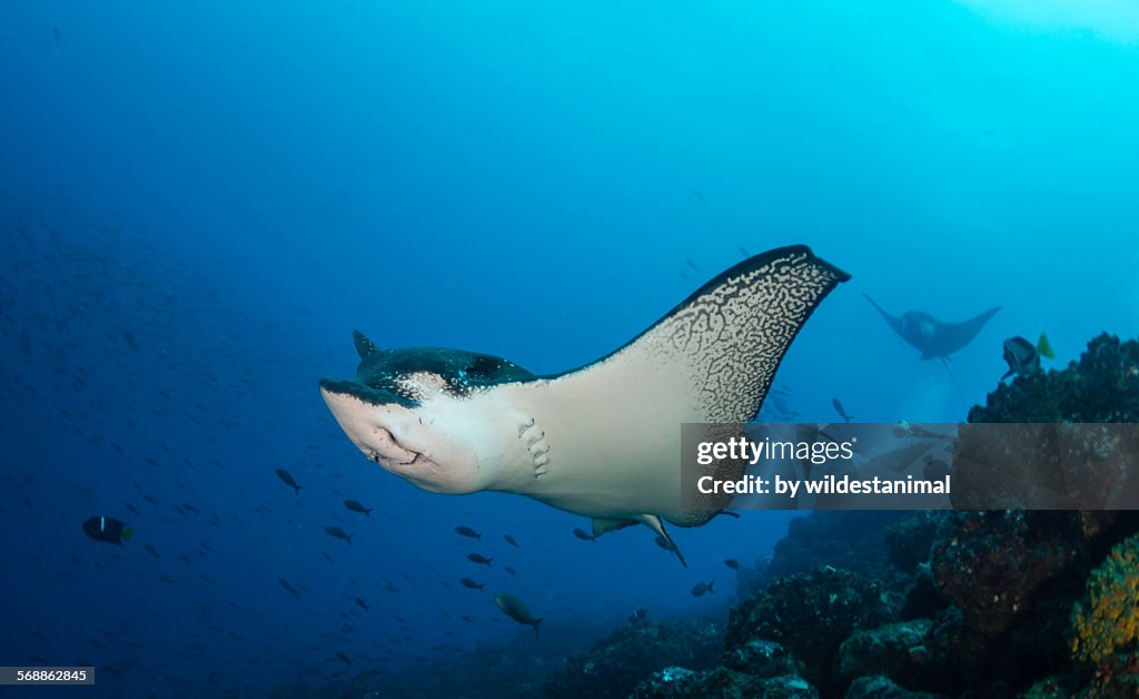 Eagle ray over the reef