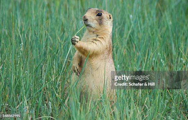 utah prairie dog (cynomys parvidens) threatened - prairie dog stock-fotos und bilder