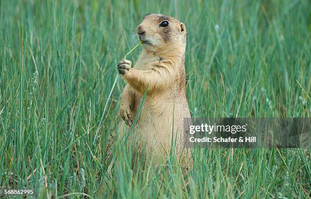 utah prairie dog (cynomys parvidens) threatened - prairie dog stock pictures, royalty-free photos & images