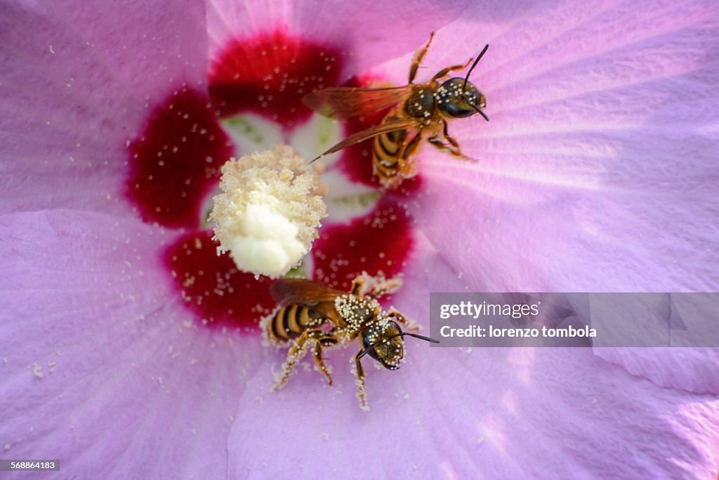 Honey bees