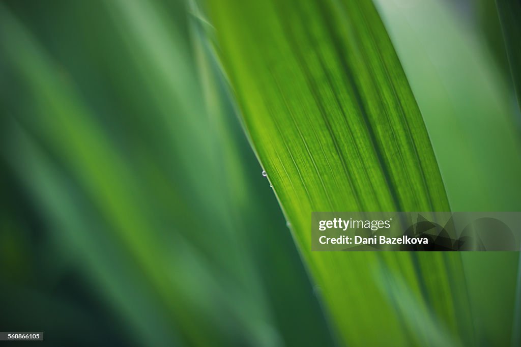 Macro shot of fresh green leaf and waterdrops