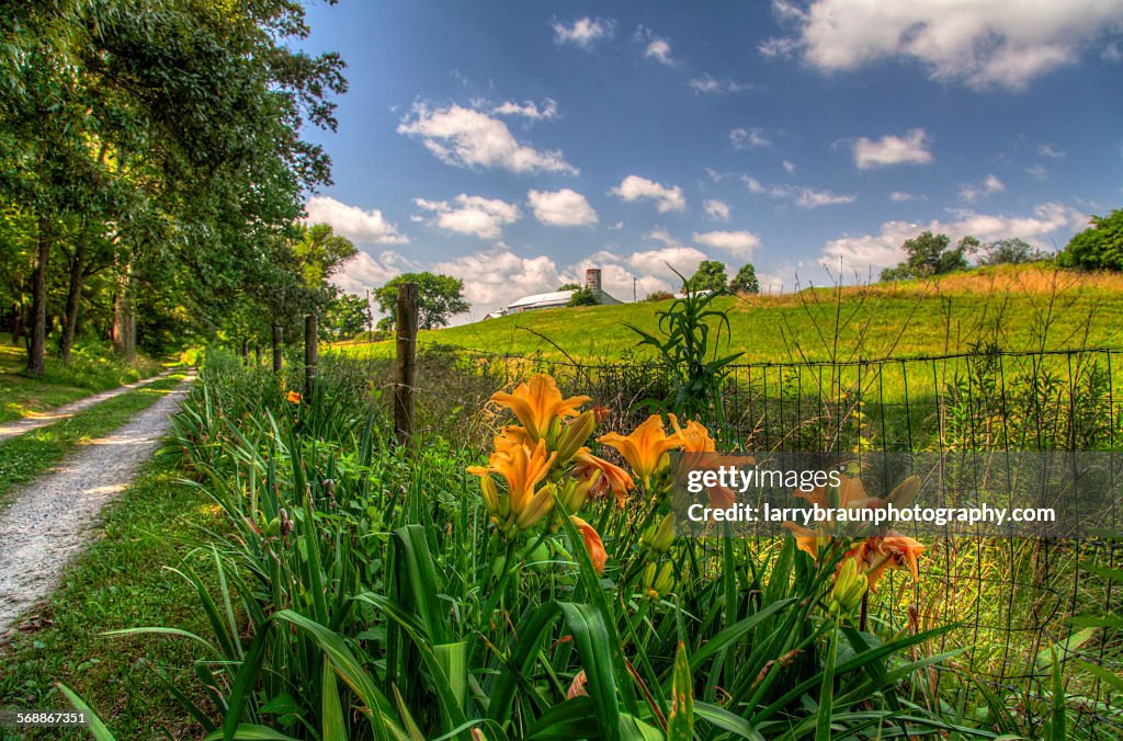 Day Lily by a Gravel Road