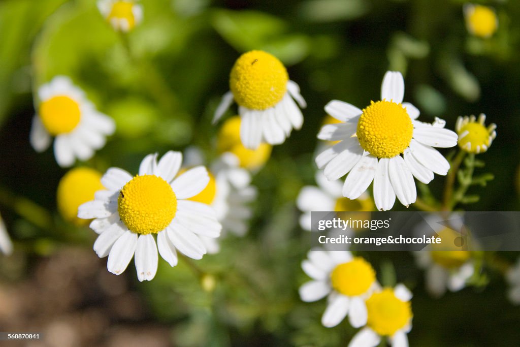 Chamomile