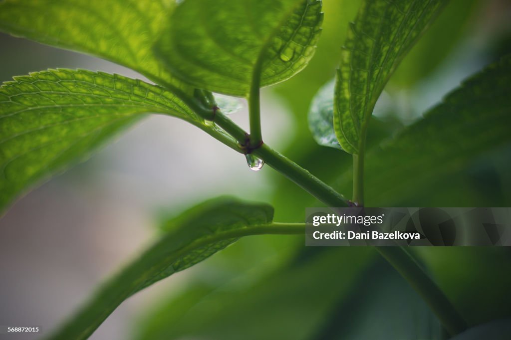 Water drops on fresh green leaf