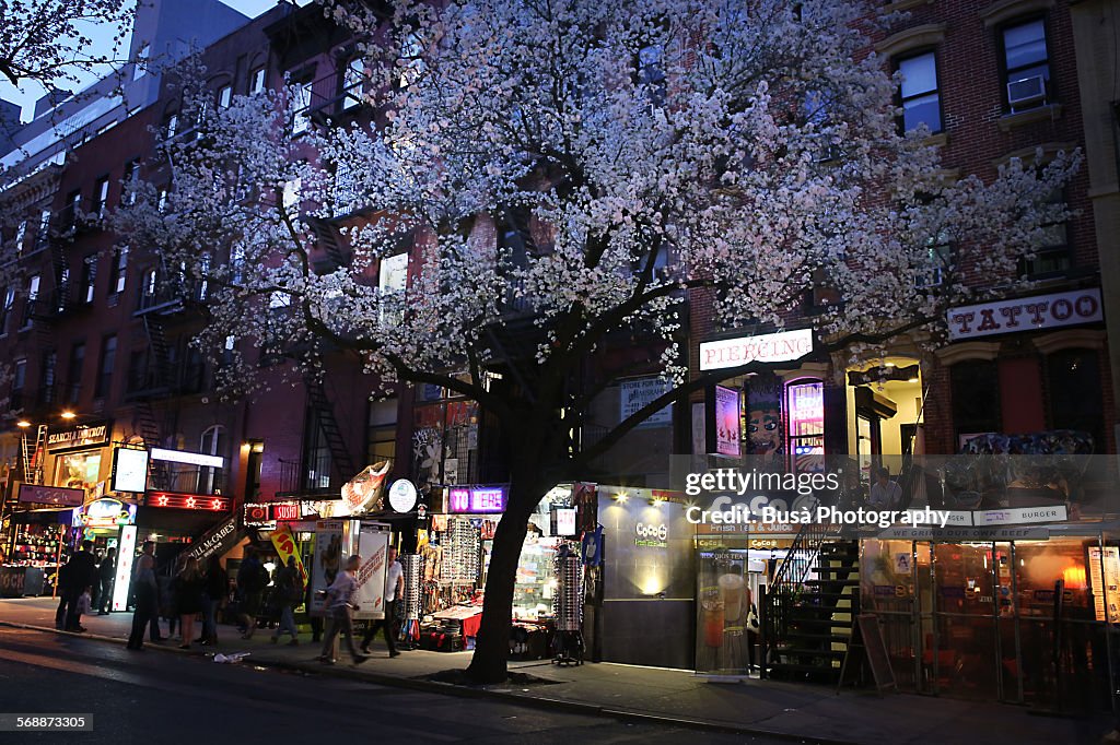 Blossoming cherry tree at St. Marks Place, NYC