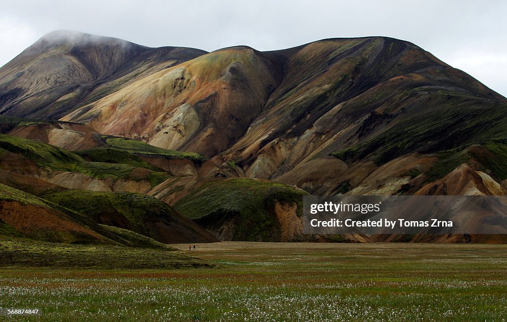 Cottongrass meadow in Landmannalaugar