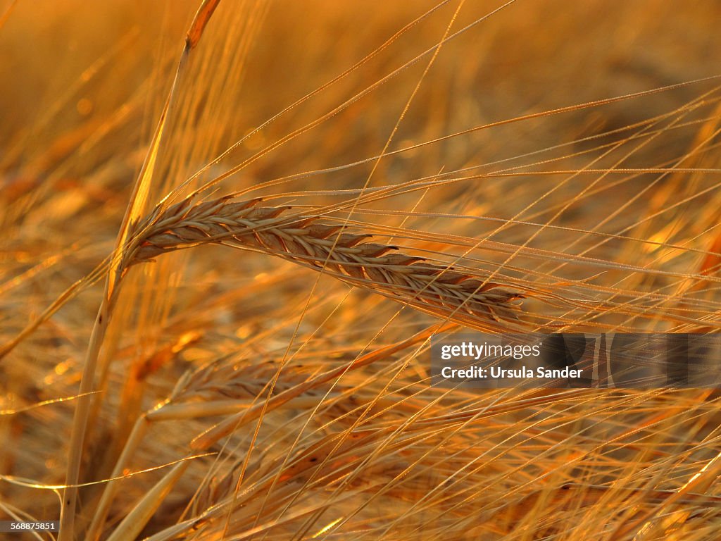 Close up of barley (Hordeum vulgare) during sunset