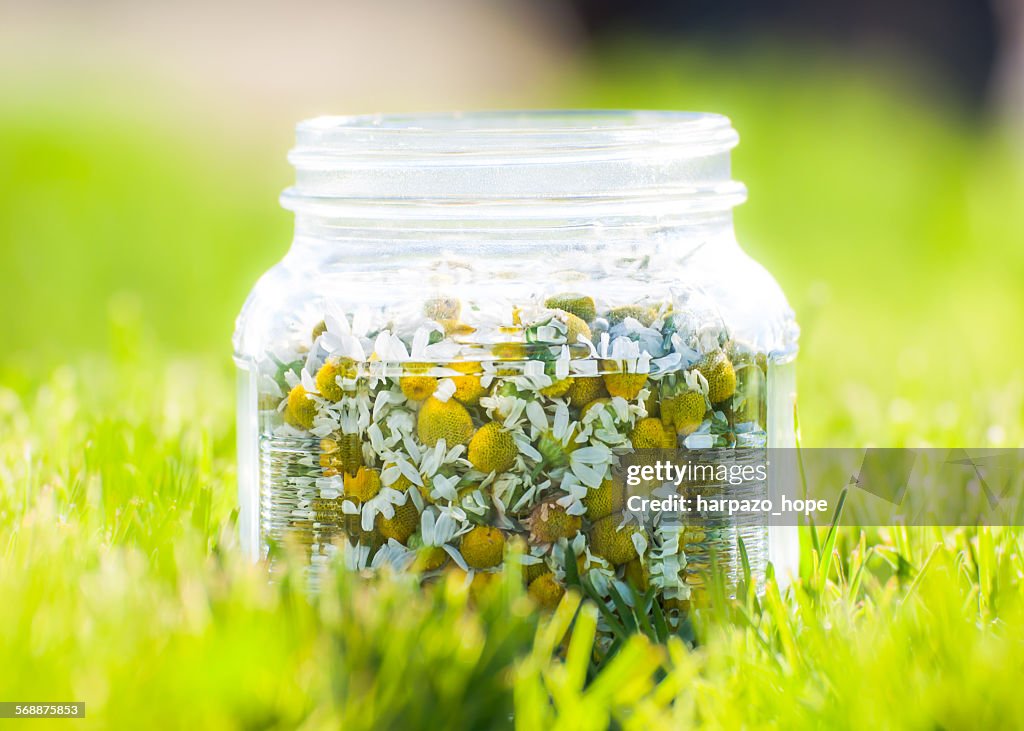 Jar of chamomile flowers