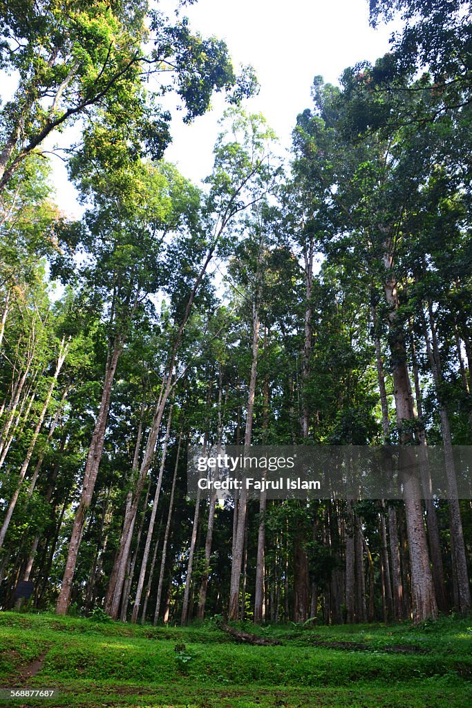 Trees in the tropical rain forest