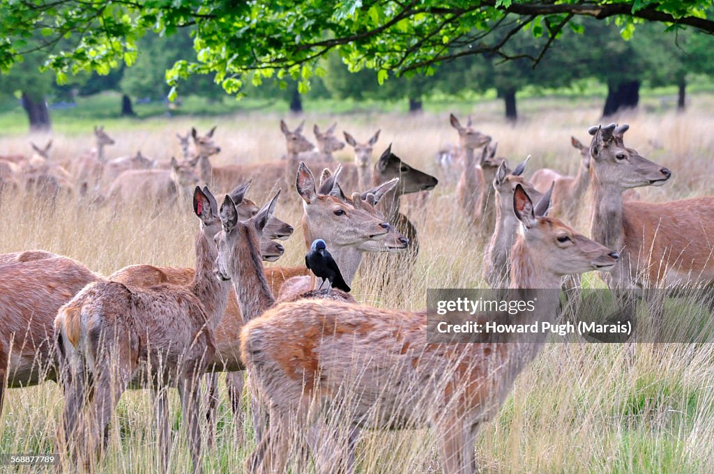 Grassland Red Deer and a Tick Bird