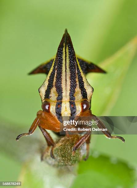 Omolon Photos and Premium High Res Pictures Getty Images