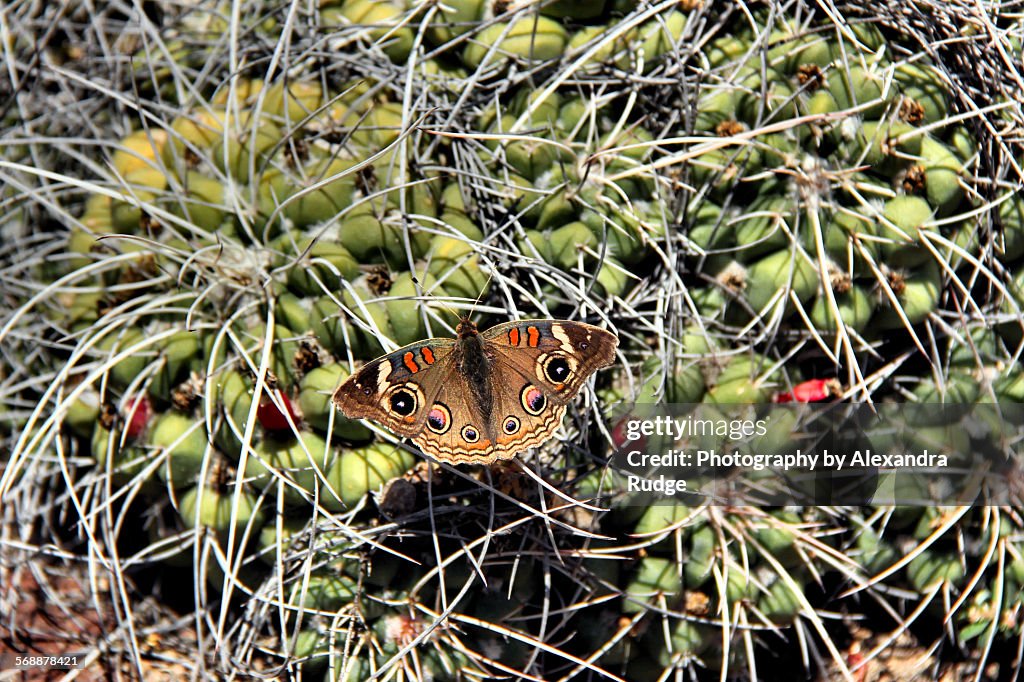 Buckeye butterfly.