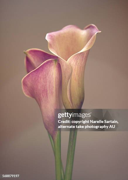 calla lily - aronskelk stockfoto's en -beelden