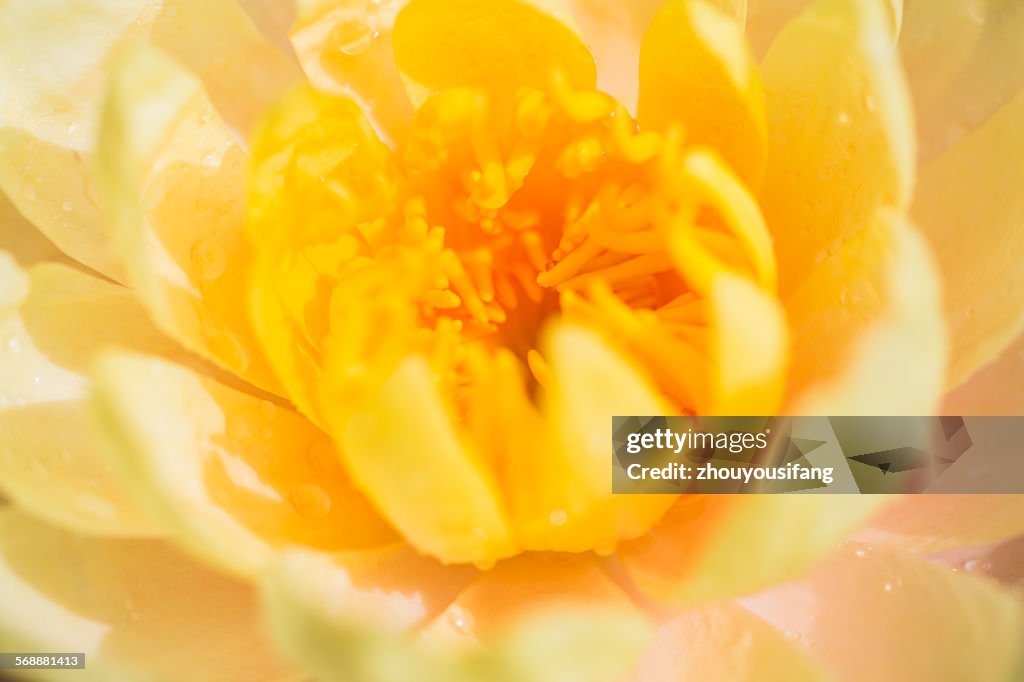 The flower's stamen and pistil