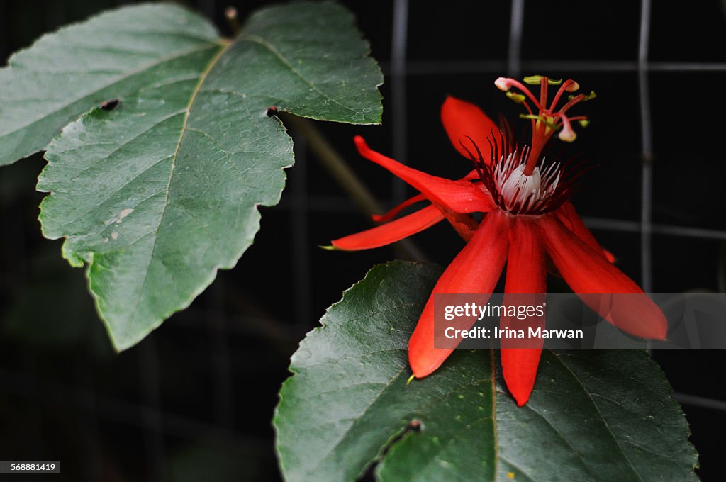 Red Passion Flower on a fence