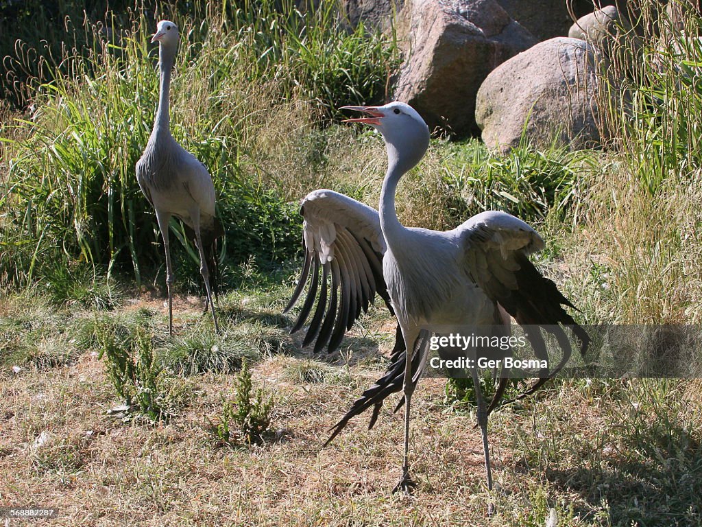 Male paradise crane displaying