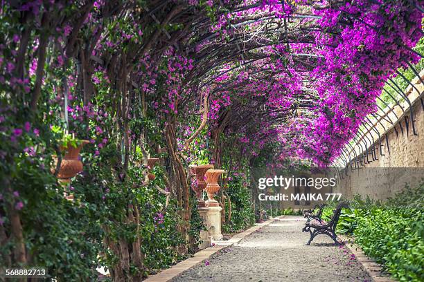 empty benches on tunnel - shaped pergola in garden - belvedere photos et images de collection
