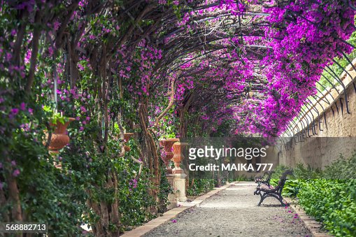 37 Bougainʋillea Trellis Photos and Preмiuм High Res Pictures - Getty Iмages