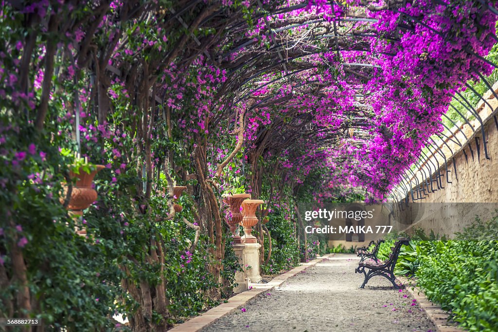 Empty benches on tunnel - shaped pergola in garden