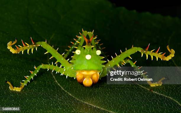 panacanthus cuspidatus - gafanhoto verde norte americano imagens e fotografias de stock